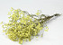 Limonium Yellow 65cm 