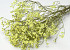 Limonium Yellow 65cm 