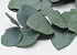 Eucalyptus Cinerea Green 65cm