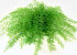 Air Fern Frühlingsgrün 15cm 5-Pack 