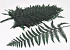 Fern 40cm Green 20pcs