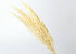 Pampas grass 70cm Bleached 10pcs