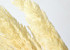 Pampas grass 70cm Bleached 10pcs