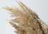 Pampas grass 70cm 10pcs 