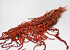 Amaranthus Foxtail Red 60cm