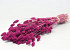 Bouquet Phalaris Fuchsia 70cm