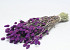 Bouquet Phalaris Violet 70cm 