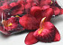 Artificial Orchid Dark Red D13cm 