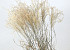 Miscanthus 90cm