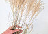 Miscanthus 90cm