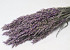 Avena Purple 70cm