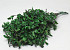 Pittosporum 100gr. 45cm