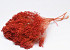 Broom Bloom Red 50cm