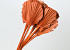 Palm Spear ronde Orange 40-55cm 