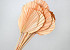 Palm Spear ronde Pêche Pastel 40-55cm 