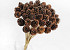 Pine Cone on 50cm stem