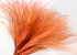 Stipa Penata 50cm, Orange, bundle of 50 tufts