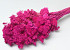 Achillea Fuchsia 70cm