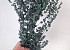 Eucalyptus Parvifolia Green 65cm 