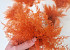 Air Fern Orange 15cm 5-Pack 