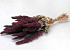 Amaranthus Red 50cm