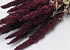 Amaranthus Red 50cm