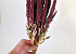 Amaranthus Red 50cm