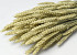 Bouquet Triticum (Blé) 70cm