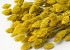 Bouquet Phalaris Jaune 70cm