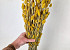 Bouquet Phalaris Jaune 70cm