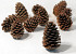 Maritima Pine Cone 25pcs