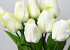 Tulp Cream 60cm