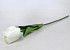 Tulp Cream 60cm