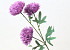 Artificial Chrysanthemum Purple 66cm 