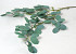 Artificial Eucalyptus Green 100cm 