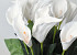 Artificial Calla White 65cm 