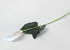 Artificial Calla White 65cm 