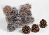 Pinus Pinea Cones 25pcs bag