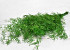 Asparagus Fern H80cm 