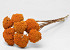 Achillea Parker Oranje 70cm