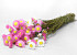 Acroclinium Pink Mix 50cm