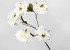 Artificial Carnation White 72cm