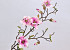 Artificial Magnolia Branch White/Pink 78cm