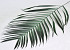 Areca Palmenblätter 60cm Grün