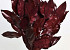 Magnolia Blad Rood 1kg