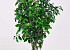 Pittosporum 100gr. 45cm