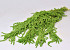 Amaranthus Caudatus Green 90cm