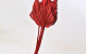 Palm Spear Red 40-55cm