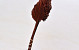 Palm Spear Marron 40-55cm 