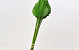 Palm Spear Green 40-55cm 